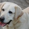 Vous avez un chien ? C'est par ici.